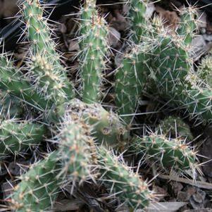 Opuntia arenaria