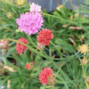 Armeria maritima 'Joystick Mix'