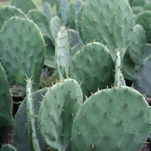 Opuntia engelmanii hybridus