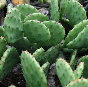 Opuntia humifusa