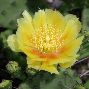 Opuntia humifusa (Shenandoah Valley)