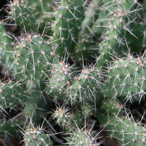 Opuntia hystricina