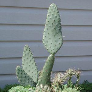 Opuntia linguiformis