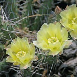 Opuntia macrorhiza 'from Kansas'