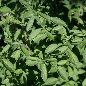 Oregano Italian