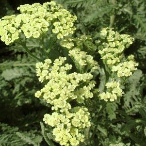 Achillea  'Anthea'