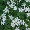Oxalis crassipes 'Alba'