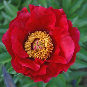 Paeonia  'Blaze'
