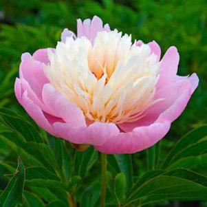 Paeonia  'Bowl of Beauty'