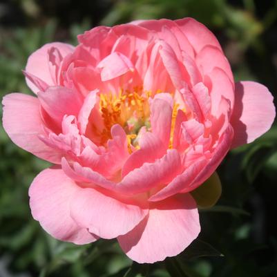 Paeonia  'Coral Fay'