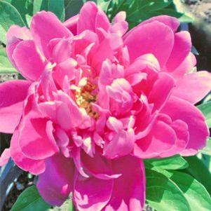 Paeonia  'E'Clatante'