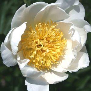 Paeonia  'Lotus Queen'