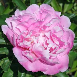 Paeonia  'Monsieur Jules Elie'