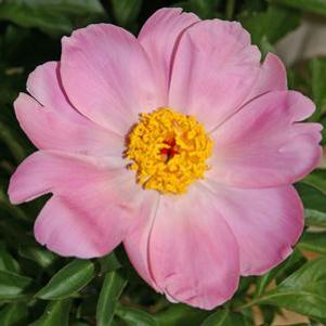 Paeonia  'Nymph'