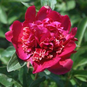 Paeonia  'Sword Dance'