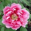 Paeonia suffruticosa 'Dark Pink'
