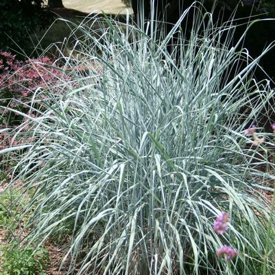 Panicum amarum 'Dewey Blue'