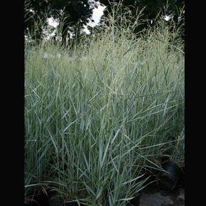 Panicum virgatum 'Prairie Sky'