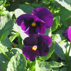 Pansy  'Crystal Bowl Purple'