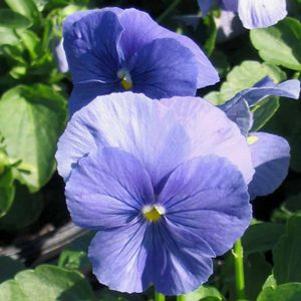 Pansy  'Crystal Bowl True Blue'