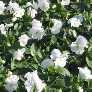 Pansy  'Crystal Bowl White'