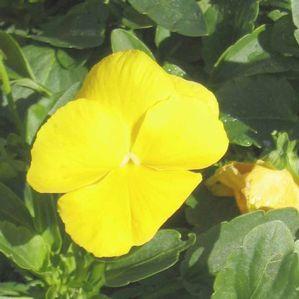 Pansy  'Crystal Bowl Yellow'