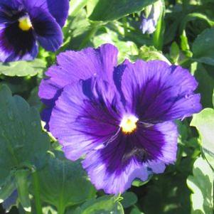 Pansy  'Delta Blue Blotch'