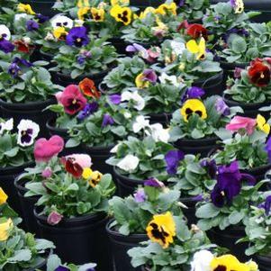 Pansy Happy Carnival Mix 'Delta Premium Blotch Mix'