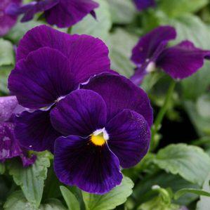 Pansy  'Delta Premium Violet'