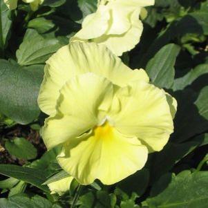 Pansy  'Delta Primrose'