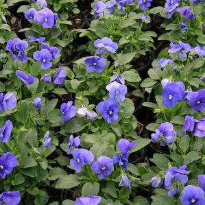 Pansy  'Delta Pure Light Blue'