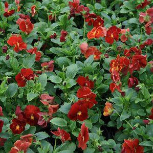 Pansy  'Delta Pure Red'