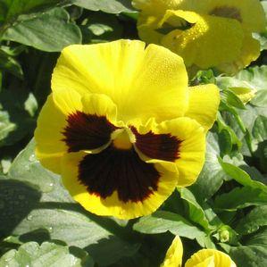 Pansy  'Delta Yellow Blotch'