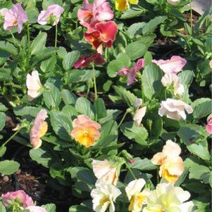 Pansy  'Imperial Antique Shades'