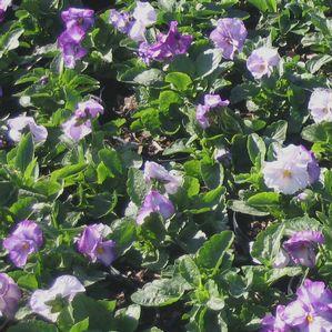 Pansy  'Lilac Shades'