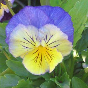 Pansy  'Ultima Morpho'
