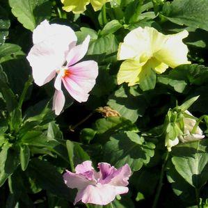 Pansy  'Ultima Silhouette Mix'