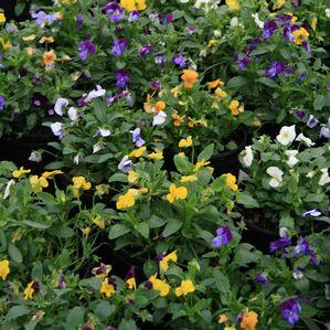 Pansy Viola 'Sorbet Mix'