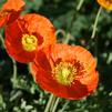 Papaver nudicaule 'Summer Breeze Orange'