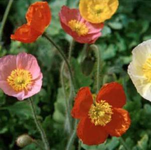 Papaver nudicaule 'Champagne Bubbles'