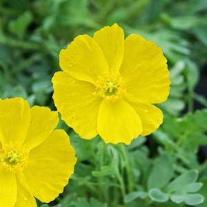 Papaver nudicaule 'Summer Breeze Yellow'