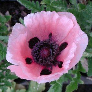 Papaver orientale 'Princess Victoria Louise'