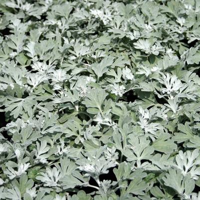 Artemisia stelleriana