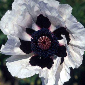 Papaver orientale 'Royal Wedding'