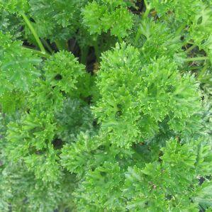 Parsley Triple Curly
