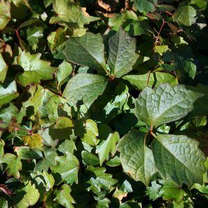Parthenocissus tricuspidata