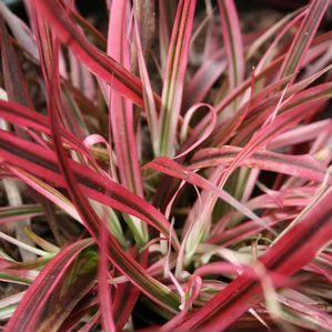 Pennisetum  'Fireworks'