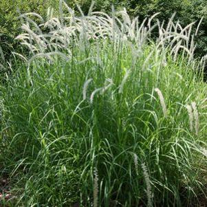 Pennisetum alopecuroides 'Foxtrot'