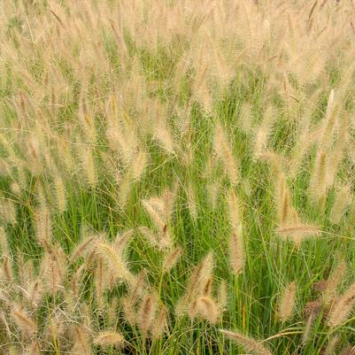 Pennisetum alopecuroides
