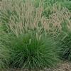 Pennisetum orientale